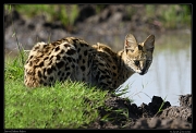  Serval, Masai Mara, Kenya � J. Zinn